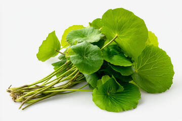 Fresh centella leaves on white background, vibrant and healthy