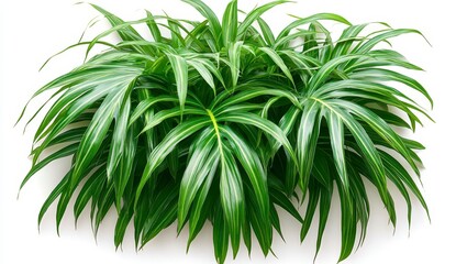 Lush Green Tropical Plant with Vibrant Leaves on White Background