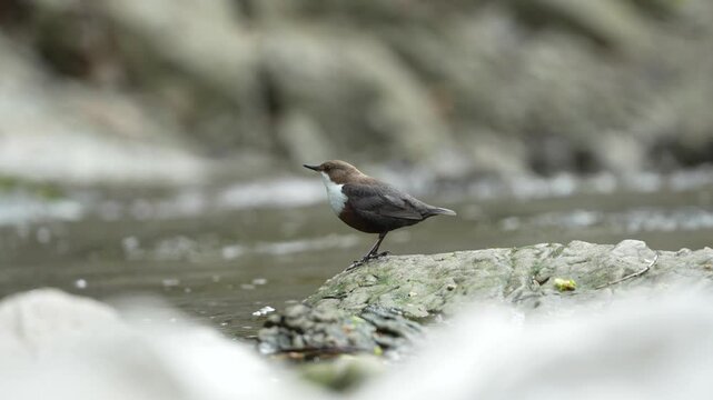 Cinclus cinclus aka White-throated dipper perched on the stone in river. Rare water bird from Czech republic in his habitat.