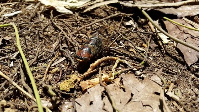 Aesthetic 4k footage of dead megatibicen auletes (Insect T auletes,cicadae, dog day cicadas) surrounded by ants. Perfect for a documentary on tropical rainforests and World Environment Day on June 5th