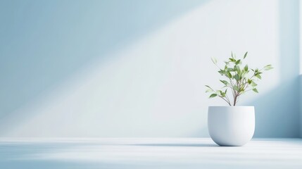 Minimalist, light-filled interior with a small plant