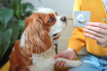 Insectoacaricidal drug. Dog and chewable tablet from fleas and ticks for dogs. Concept: pet care, veterinarian