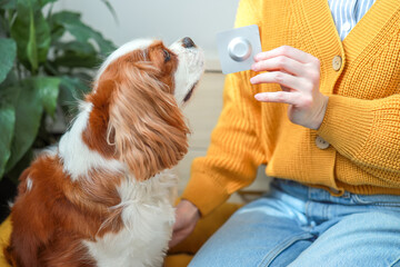 Veterinary medicine, Insectoacaricidal drug. Cavalier King Charles Spaniel dog and blister with a pill from fleas and ticks for dogs. Concept: pet care, veterinarian