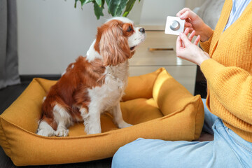 Close-up of woman offering veterinary medicine to her dog at home. Dog flea and tick treatment....