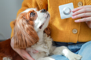 Close-up of a dog and a woman giving a veterinary drug. Treatment of dogs from fleas and ticks. Blister with a pill. Cavalier King Charles Spaniel
