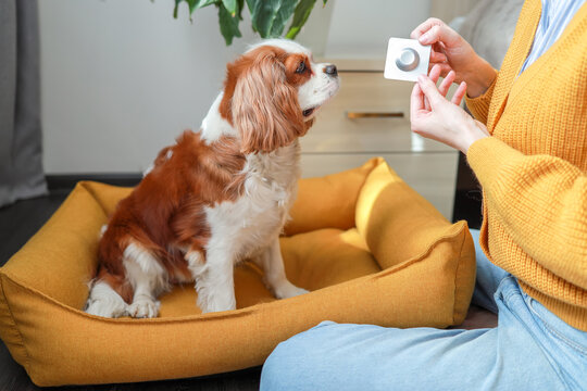 Close-up of woman offering veterinary medicine to her dog at home. Dog flea and tick treatment. Blister pack with pill. Veterinary clinics, animal health