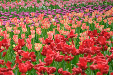 春・季節の背景　咲いたカラフルなチューリップの花畑