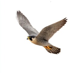 Peregrine falcon soars gracefully with wings spread isolated on white background