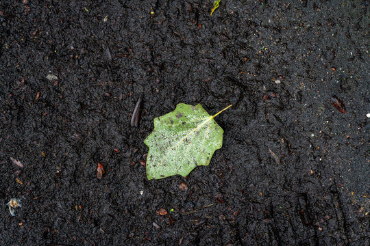 Fallen green oak leaf on wet soil in the Netherlands