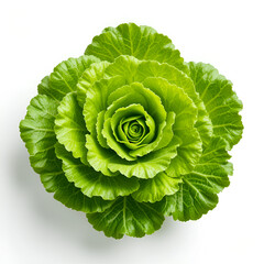 Fototapeta premium cabbage isolated on white background