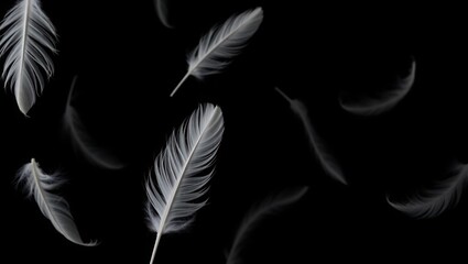 Obraz premium feather on black background