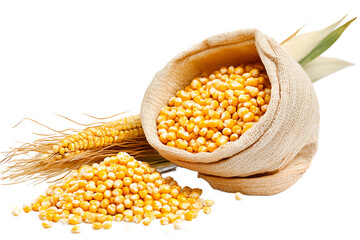 Close up shot of corn kernels in a burlap sack with corn on the cob and leaves on black backdrop