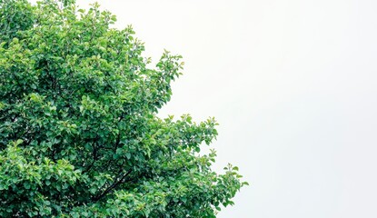 Lush Green Treetop Against White Sky