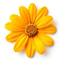 Obraz premium Closeup of a Vibrant Yellow Daisy like Flower on White Background