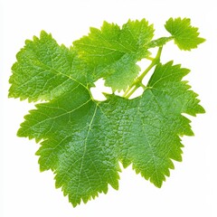Bright Green Grapevine Leaves Close Up