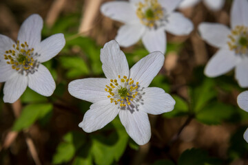 Close-up photos of various forest spring flowers in bloom, showcasing delicate petals, natural colors, and seasonal woodland details