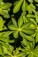 Close-up photos of various forest spring flowers in bloom, showcasing delicate petals, natural colors, and seasonal woodland details