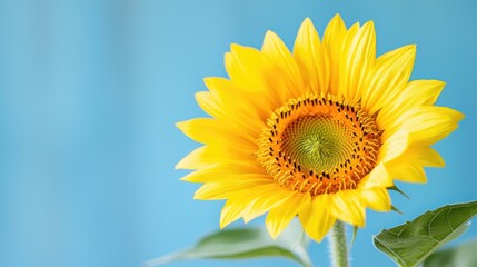 Obraz premium Vibrant yellow sunflower nature photography stock image