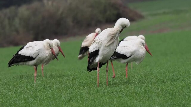 Weissst&ouml;rche rasten auf Wiese in der Eifel