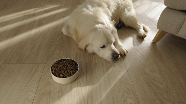 Sick golden retriever resting on floor ignoring dog food