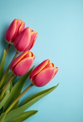 Fototapeta premium Tulips background and copy space