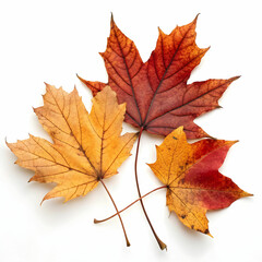 Obraz premium Dried Leaves in Autumn Colors, Capturing the Essence of Nature,