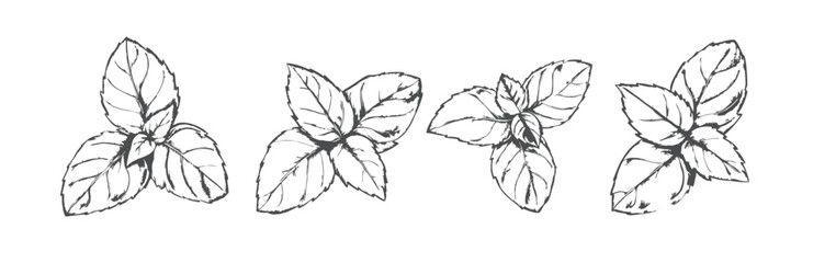 Hand-drawn sketch of Holy Basil (Tulsi) in a detailed and elegant line art style. Perfect for herbal, wellness, and nature-themed designs, labels, packaging, and botanical projects. Generative AI