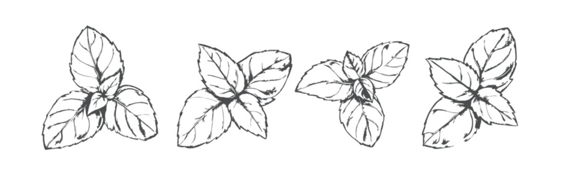Hand-drawn sketch of Holy Basil (Tulsi) in a detailed and elegant line art style. Perfect for herbal, wellness, and nature-themed designs, labels, packaging, and botanical projects. Generative AI
