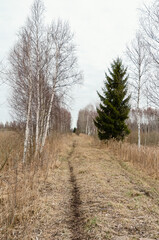 Lonely forest trail stretching between birches and pines under cloudy spring sky. Centered low-angle perspective of empty footpath, calm mood, early spring tones, forest edge, nature solitude concept.