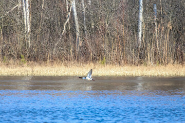 Lone common merganser flying low above river water beside leafless spring forest edge. Side shot of wild merganser in motion, low flight over water, peaceful nature moment in early spring near forest 