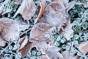 Leaves and groundcover plants protect plants with lower frost toleration from frost.
