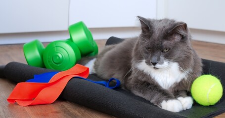 Fototapeta na wymiar Relaxing grey and white cat lounging near tennis ball and fitness equipment on black exercise mat, embodying playful pet lifestyle and home wellness moment. Cat and sport concept