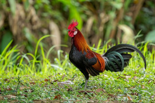 Red Junglefowl - Gallus gallus, beautiful colored ground bird from the forests of South and Southeast Asian, Singapore.