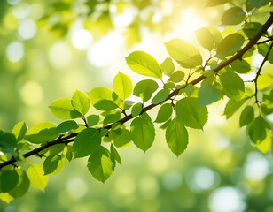 Obraz premium Lush Green Tree Branch PNG with Leaves for Spring Themed Designs