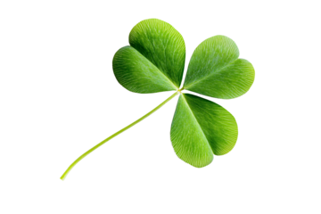 A vibrant three-leaf clover, symbol of luck and Irish heritage, showcased in crisp detail against a pure white background.