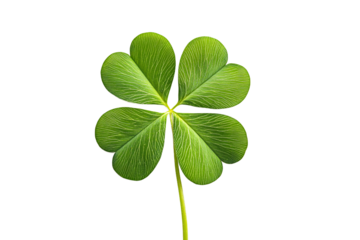 A lucky four-leaf clover, a symbol of hope and good fortune, perfectly isolated against a crisp white background.