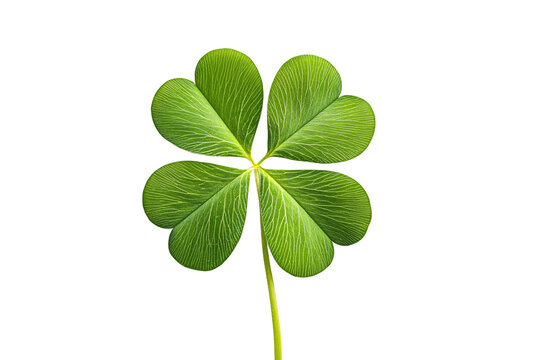 A lucky four-leaf clover, a symbol of hope and good fortune, perfectly isolated against a crisp white background.