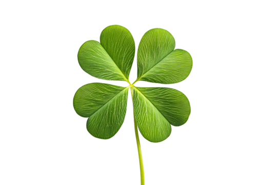 A lucky four-leaf clover, a symbol of hope and good fortune, perfectly isolated against a crisp white background.
