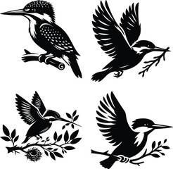 Naklejka premium Four Black and White Kingfishers in Various Poses Perched and in Flight