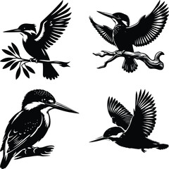 Four Black and White Kingfisher Bird Illustrations in Different Poses
