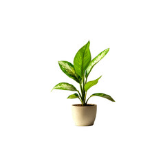 Lush Green Indoor Plant in Minimalist Pot for Home Decor and Wellness