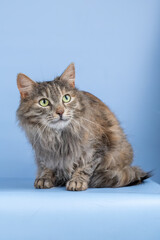 Fluffy gray cat with green eyes on a blue background. The animal looks at the camera.