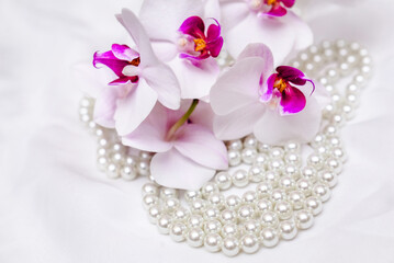 The branch of white orchids on white fabric background
