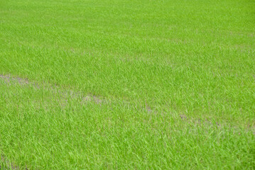 Fresh green grass field in spring, young sprouts for agriculture and environmental sustainability background