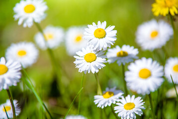 White small daisies blooming on grass background
