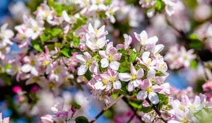 appletree blossom branch in the garden in spring
