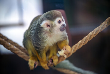 Saimiri monkey taken in close-up
