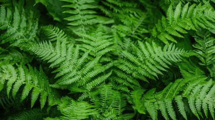 Obraz premium Lush green fern close up nature texture background