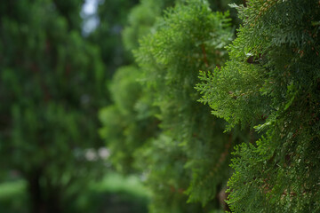 Green thuja leaves create a vibrant and textured natural background, evoking a sense of freshness and tranquility with their intricate patterns and lush green hues in a serene outdoor setting
