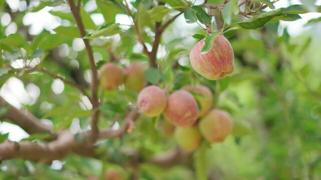 4K Closeup shot of apple fruits growing on an apple orchard during the summer season at Nathan village near Manali in Himachal Pradesh, India. Apples growing in the Himalayas during the summer season.